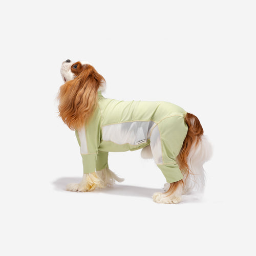 Spaniel wearing a green mesh four-leg jumpsuit, side view