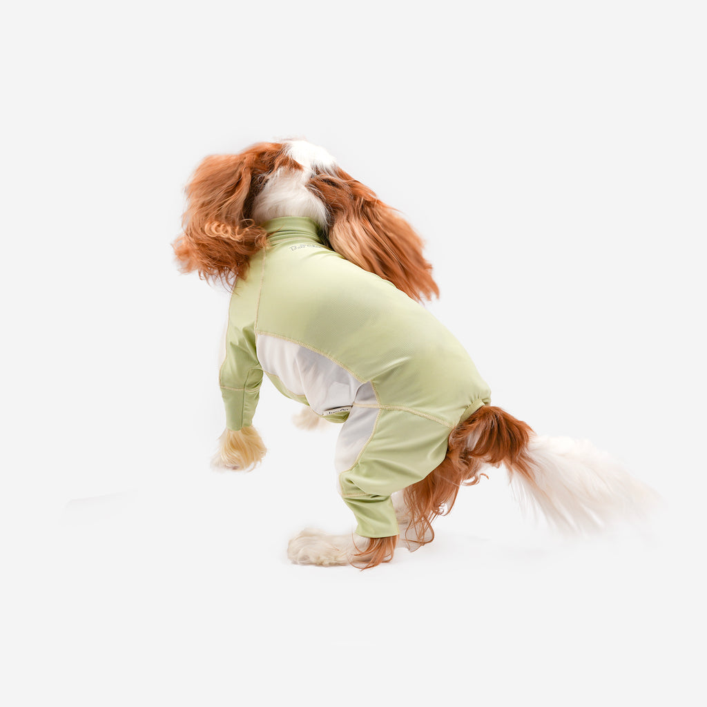 Spaniel wearing a green mesh jumpsuit, rear view