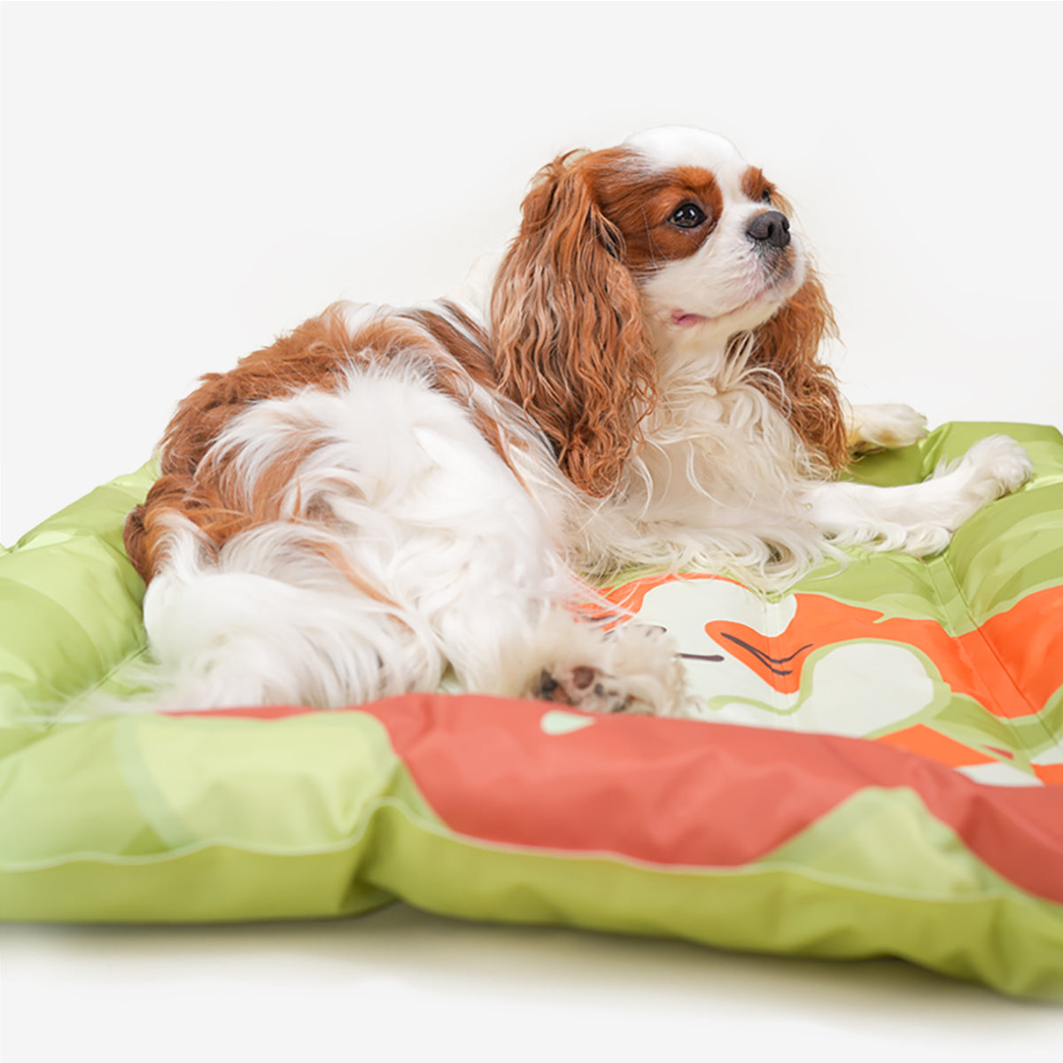 Spaniel seated on the square cooling dog bed
