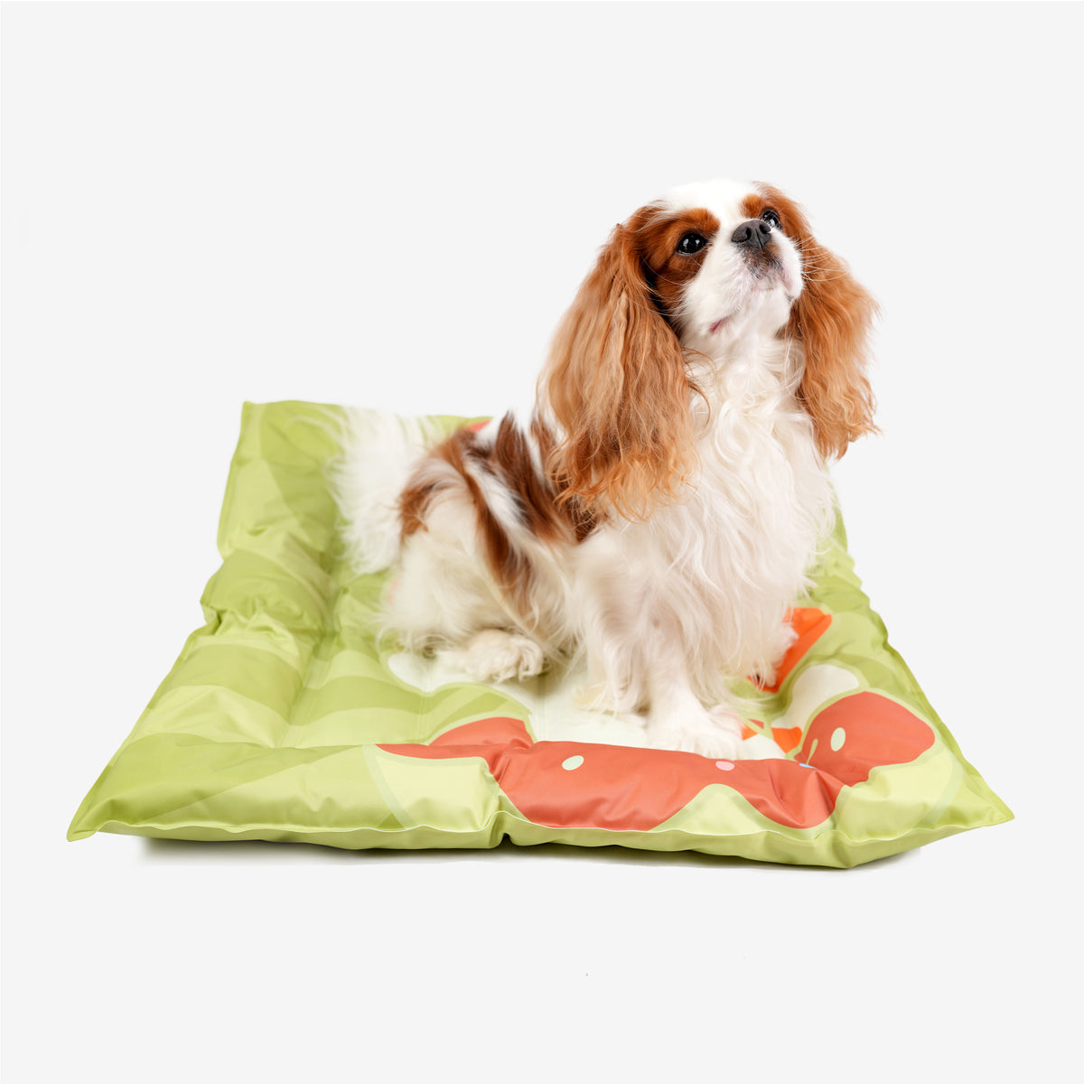 Spaniel on the square cooling dog bed, side view