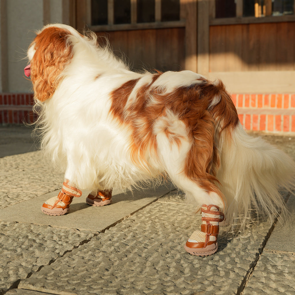 Spaniel wearing CityLuxury dog shoes outdoors