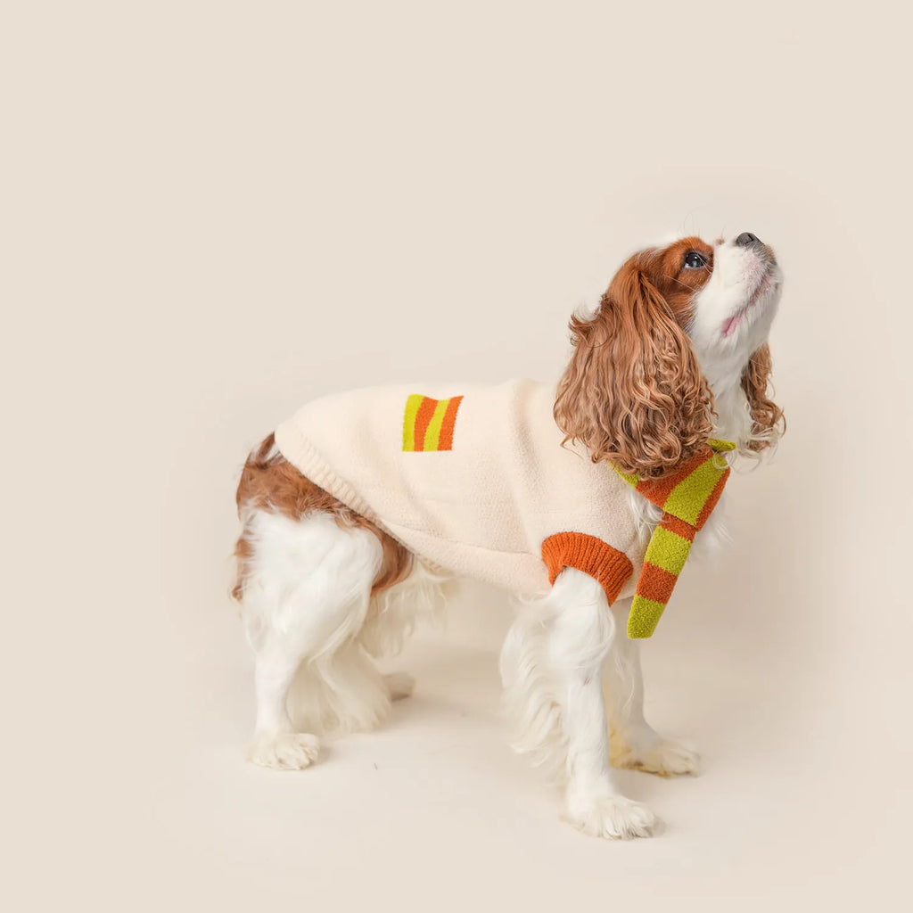 Dog wearing a cream sweater with an orange and green striped scarf
