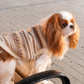 Cavalier King Charles Spaniel wearing the cream and brown Fair Isle sweater