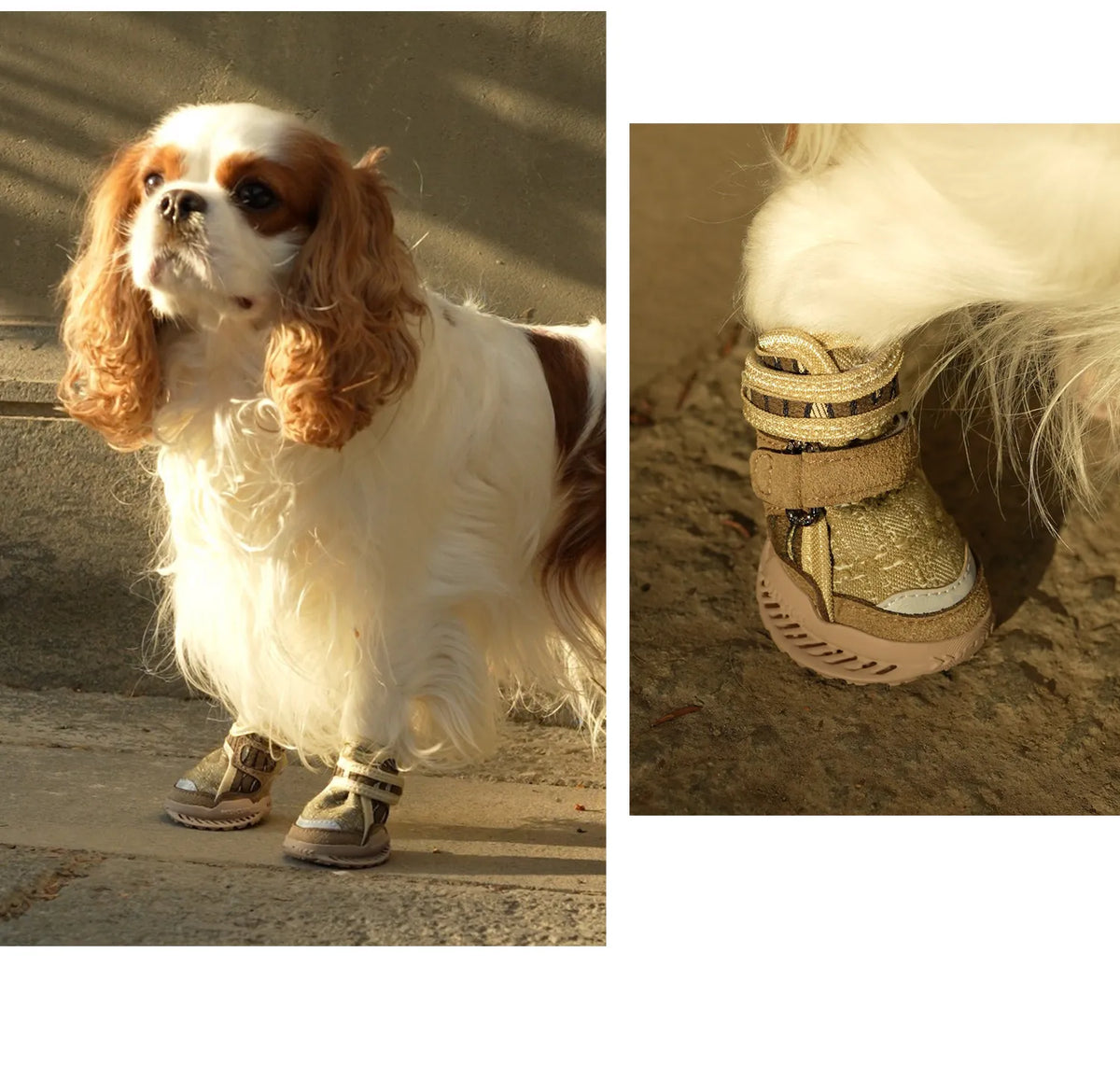 Dog wearing sandstone green shoes outdoors