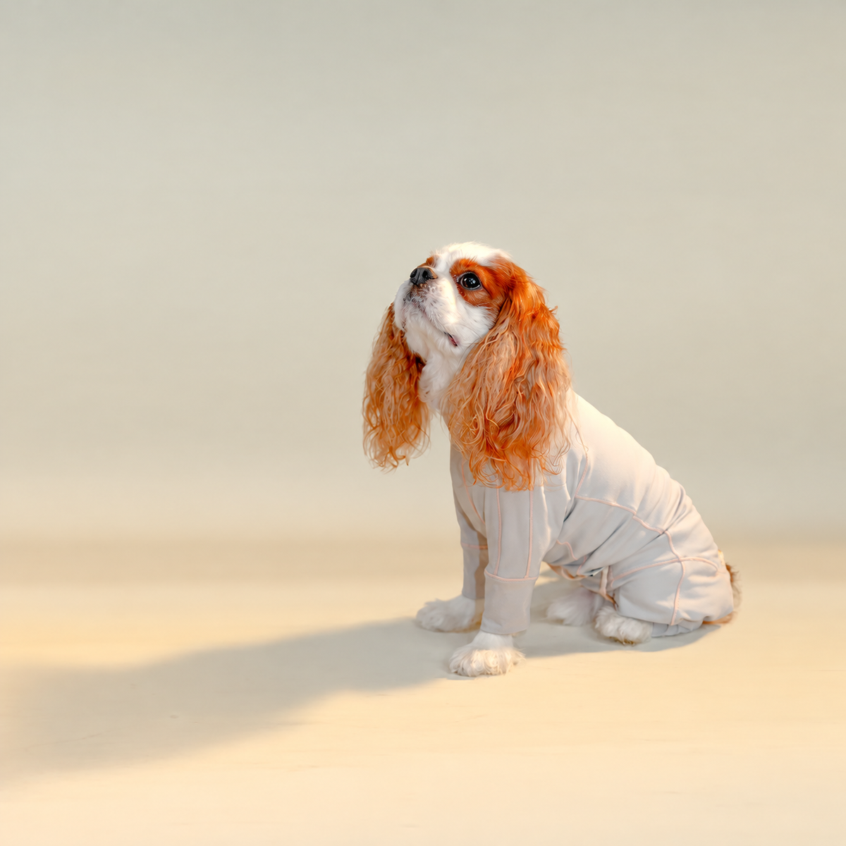 Gray dog jumpsuit with apricot contrast seams